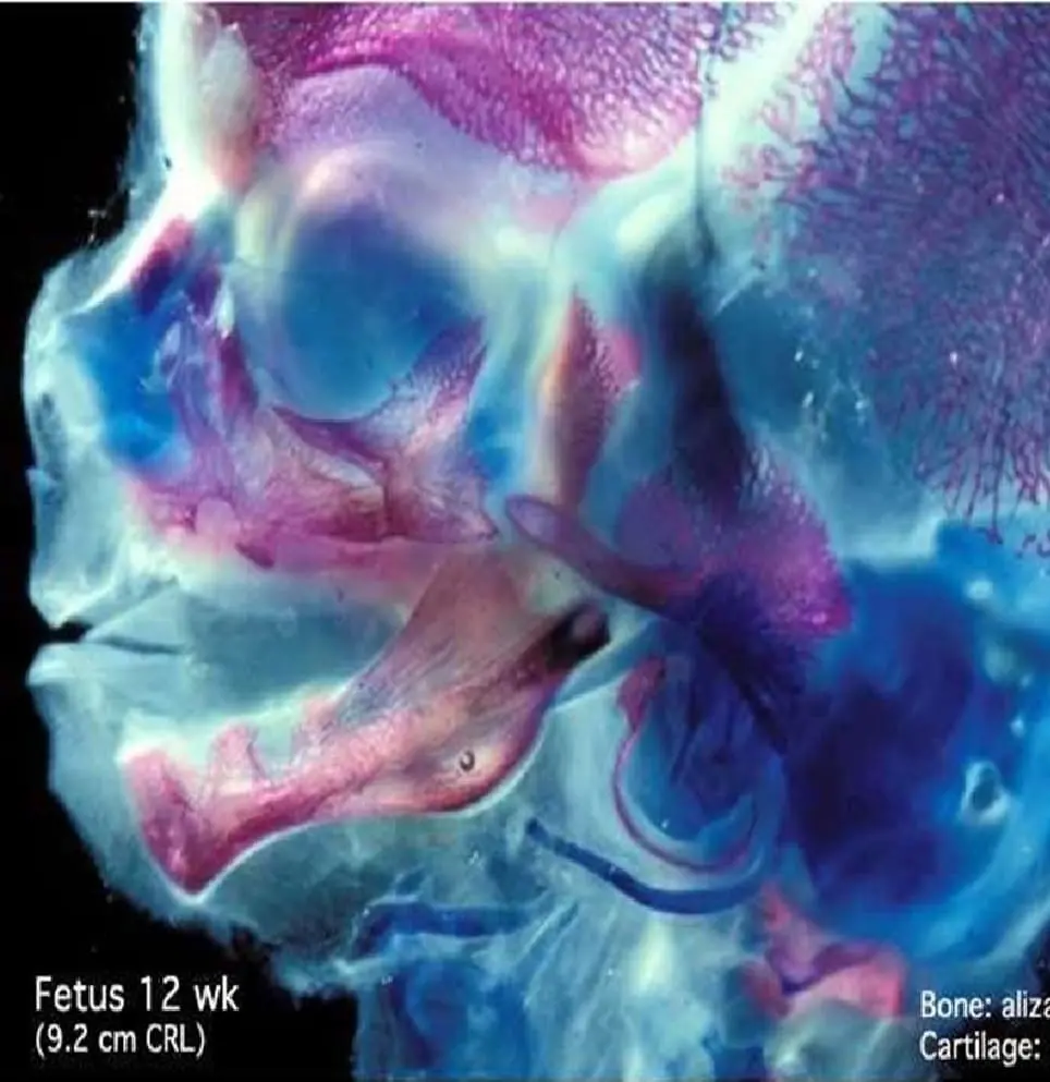 ATM Ortodoncia Viña